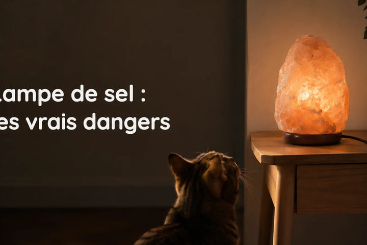 Lampe de sel de l'Himalaya allumée sur une table, cordon visible et chat qui l'observe au premier plan – Tendre Veilleuse