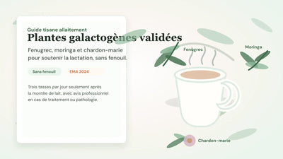 Tasse de tisane d'allaitement entourée de fenugrec, moringa et chardon-marie, avec mention sans fenouil selon les recommandations EMA 2024.