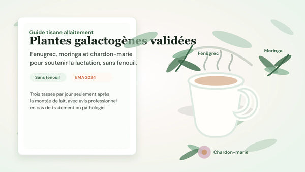 Tasse de tisane d'allaitement entourée de fenugrec, moringa et chardon-marie, avec mention sans fenouil selon les recommandations EMA 2024.