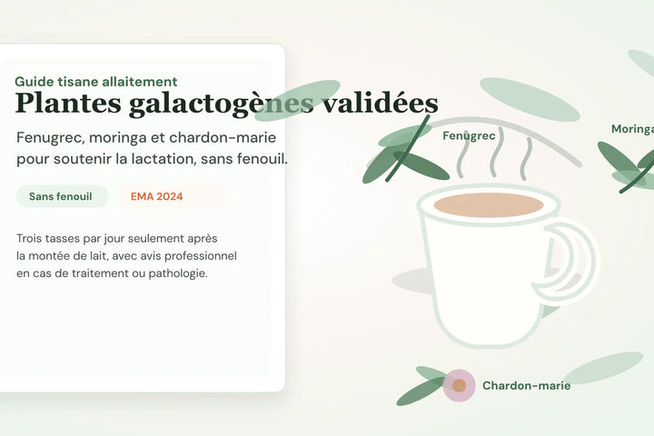 Tasse de tisane d'allaitement entourée de fenugrec, moringa et chardon-marie, avec mention sans fenouil selon les recommandations EMA 2024.